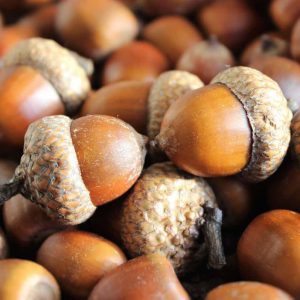 Acorns