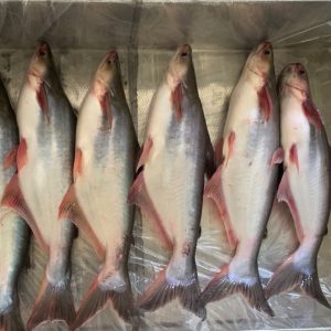 Buy Fish Fresh Pangasius Fish @ ₦3,500.00