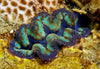 Clam – Crocea