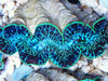Cultured Clam – Crocea Ultra