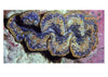 Cultured Clam – Hippopus