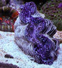 Cultured Clam – Maxima Coloured