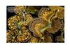 Cultured Clam – Maxima Gold