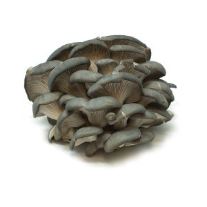 Fresh Oyster Mushrooms, 3.5 oz