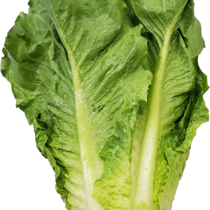 Fresh Romaine Lettuce, Each