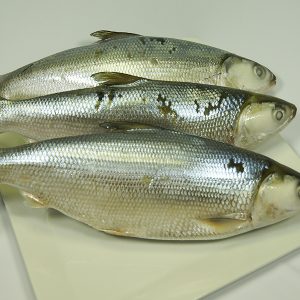Milkfish $10.60 kg 10 kg box