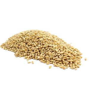 Organic Wheat Grain