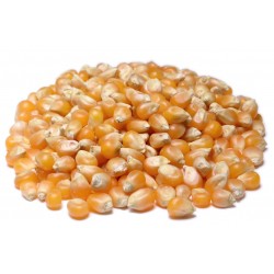Popcorn Yellow