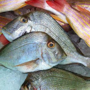 Porgy (aka Knob, Red, or Jolt)