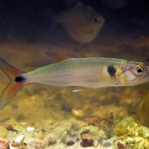 Red Tail Barracuda Acestrorhynchus falcatusle for sale azgardens.com