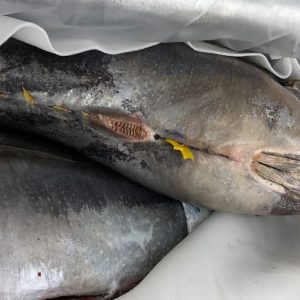 Whole tuna guaranteed freshness | HONEST CATCH